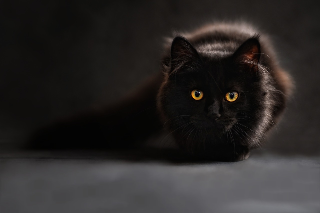 Cómo entrenar a un gato