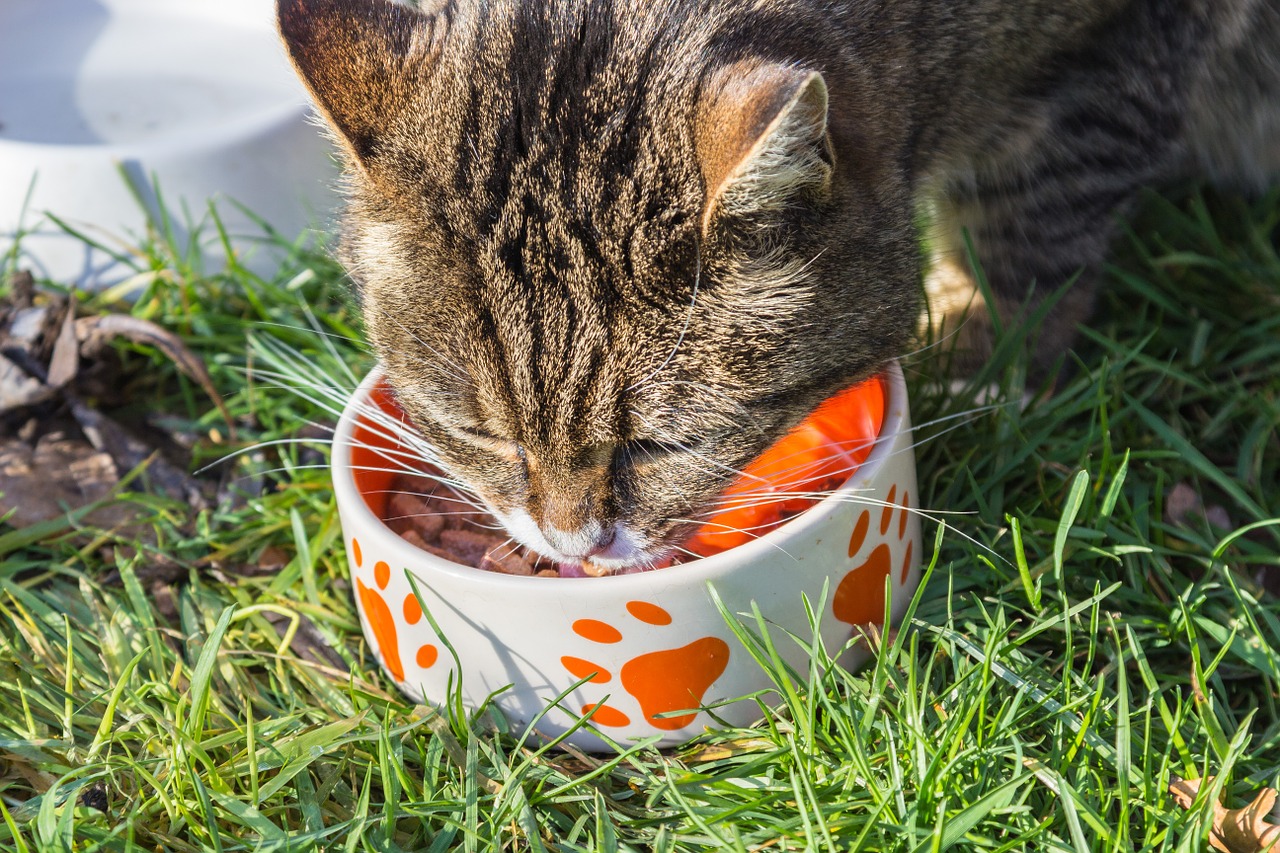 Recetas de comida casera para gatos