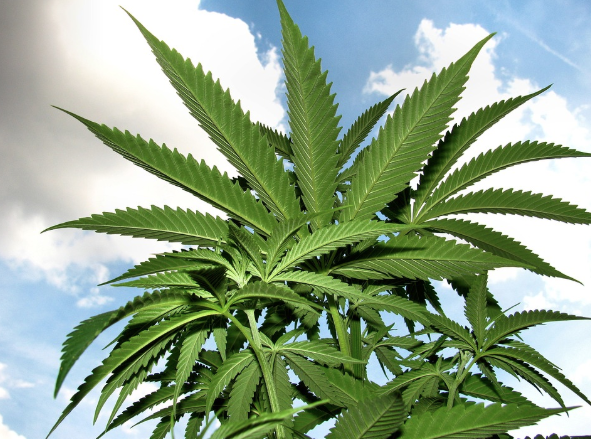 crecimiento de los grow shop