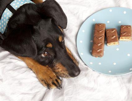 ¿Es dañino el chocolate para los perros y gatos?