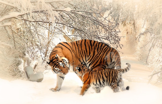 5 animales en peligro de extinción