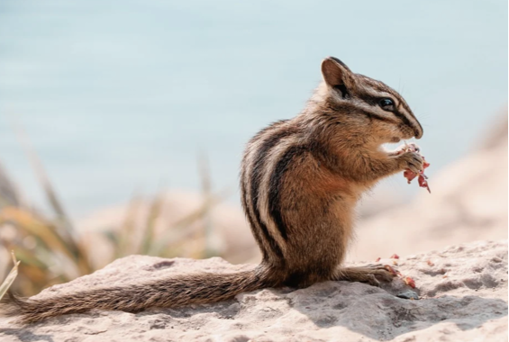 ardilla en el desierto