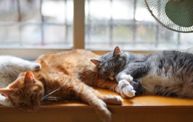 Gatos tumbados delante de una ventana