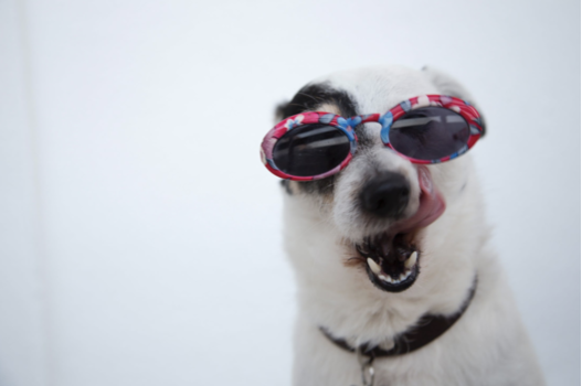 perro con gafas de sol