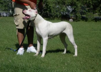 perro grande