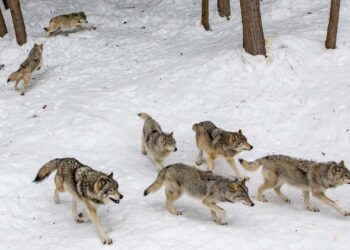 Ocho incidentes de 2021 que muestran que los conflictos entre humanos y animales están en aumento - Technology News, Firstpost