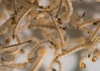 All about Guillain-Barré syndrome, the autoimmune disease associated with Zika virus infection