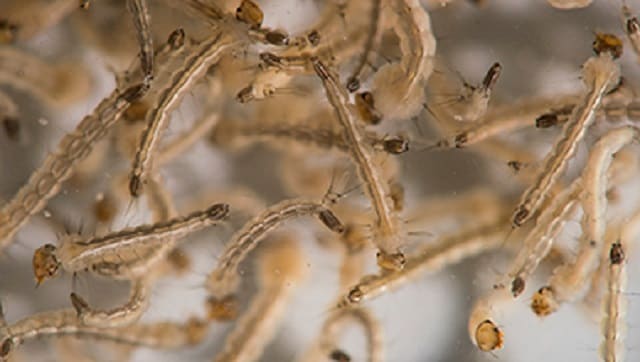 All about Guillain-Barré syndrome, the autoimmune disease associated with Zika virus infection