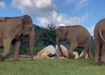 Watch: Video of elephant guiding blind friend towards food goes viral