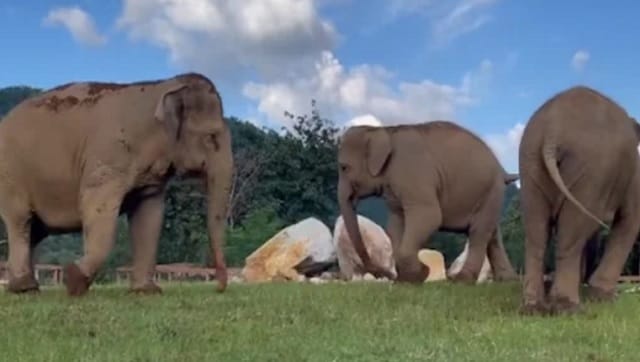 Watch: Video of elephant guiding blind friend towards food goes viral
