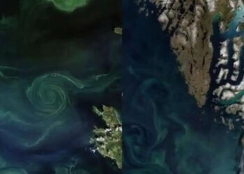 NASA shares satellite images of phytoplanktons; see pictures here