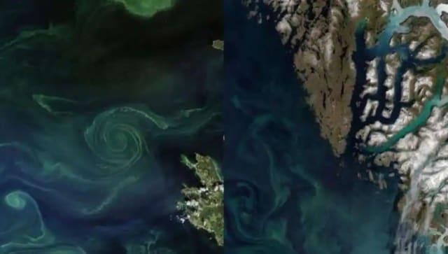 La NASA comparte imágenes de satélite de fitoplancton;  mira las fotos aqui