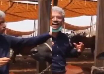 Watch: Pakistan journalist Amin 'interviews' buffalo on Eid-ul-Adha, video goes viral
