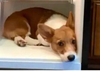 Watch: Video of dog 'chilling' inside refrigerator goes viral, melts hearts