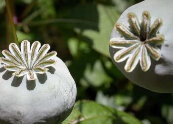 Will Afghanistan's poppy empire blossom under the Taliban rule?
