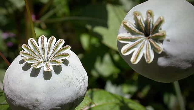 Will Afghanistan's poppy empire blossom under the Taliban rule?