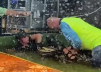 Guest comes to rescue after alligator bites handler during birthday party at Utah reptile park; watch video here