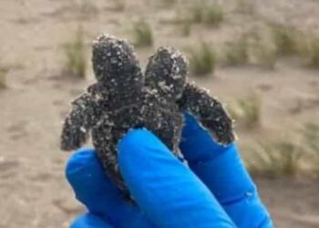 Rara tortuga marina de dos cabezas encontrada en la playa de Carolina del Sur;  la imagen se vuelve viral - Tech News, primera publicación