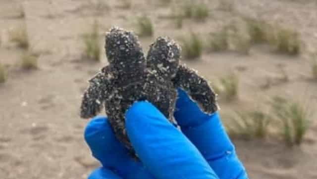 Rara tortuga marina de dos cabezas encontrada en la playa de Carolina del Sur;  la imagen se vuelve viral - Tech News, primera publicación
