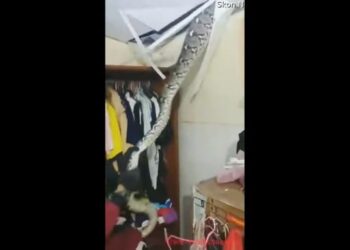 Trabajador de rescate quita una serpiente gigante del techo de la casa;  ver video viral