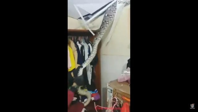Trabajador de rescate quita una serpiente gigante del techo de la casa; ver video viral