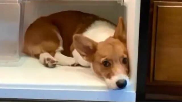Ver: el video de un perro 'enfriándose' dentro del refrigerador se vuelve viral y derrite corazones