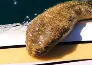 Watch: Australian films huge sea snake swimming up to him; video goes viral