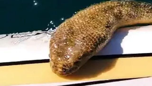 Watch: Australian films huge sea snake swimming up to him; video goes viral