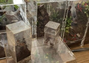 Landlord discovers 19 tarantulas, python in Maine after tenant vacates house