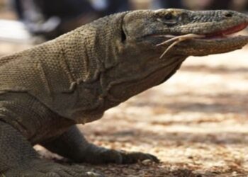 Komodo dragon, two-in-five shark species lurch towards extinction, warns IUCN