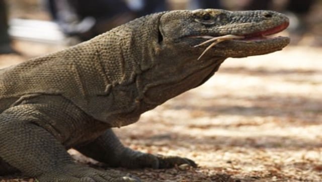 Komodo dragon, two-in-five shark species lurch towards extinction, warns IUCN