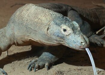 Komodo dragon, two-in-five shark species lurch towards extinction, says IUCN Red List