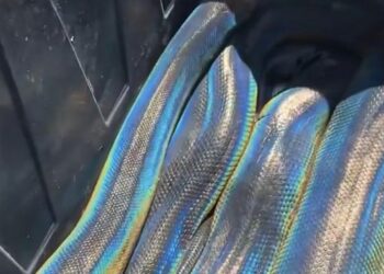 Giant rainbow snake from California reptile zoo coils itself around man; watch viral video here