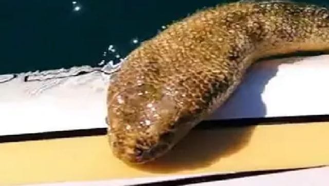 Ver: películas australianas, enormes serpientes marinas nadando hacia él;  el video se vuelve viral