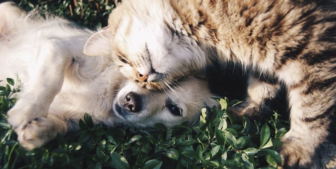 gato con perro