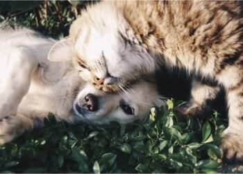 gato con perro