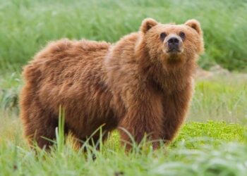 Rock and roar: Japan region's cautionary anthem warns of bear attacks