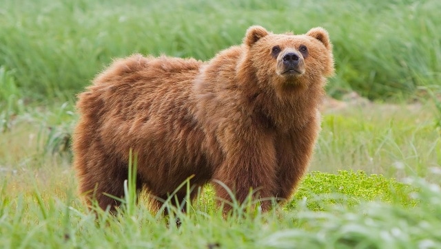 Rock and roar: Japan region's cautionary anthem warns of bear attacks