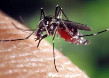 Malaria strain resistant to drugs found in Uganda; doctors suggest HIV-like treatment approach