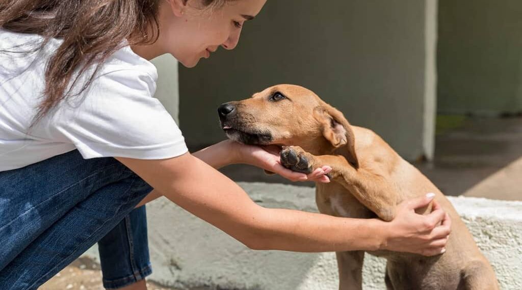 adoptado un perro