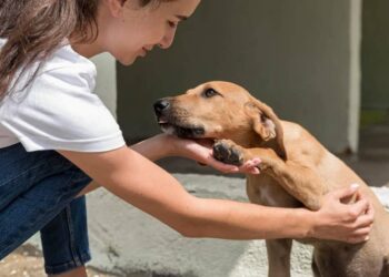 adoptado un perro