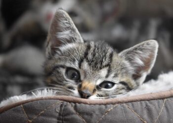 gato bonito