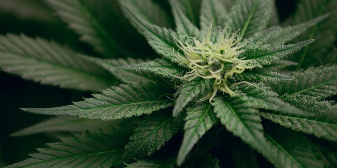 flor cannabica