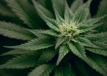 flor cannabica