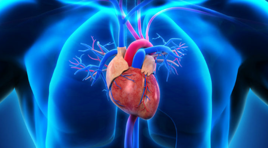 ¿Formar parte de una familia numerosa incrementa el riesgo cardiovascular?