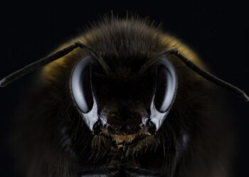 abejas