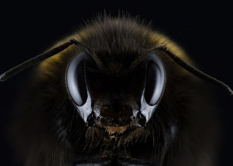 abejas