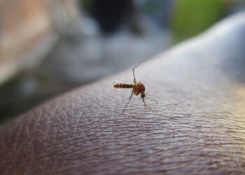 Dengue