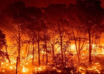 Revitalizar los bosques y evitar los incendios prescritos