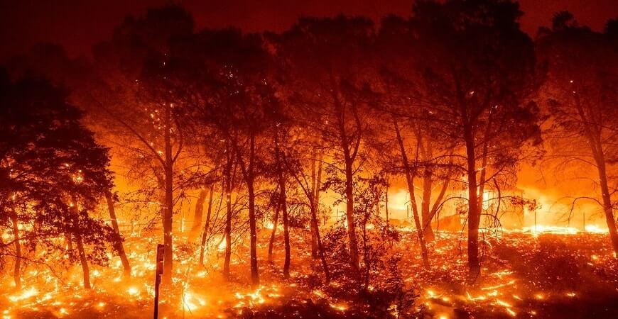 Revitalizar los bosques y evitar los incendios prescritos